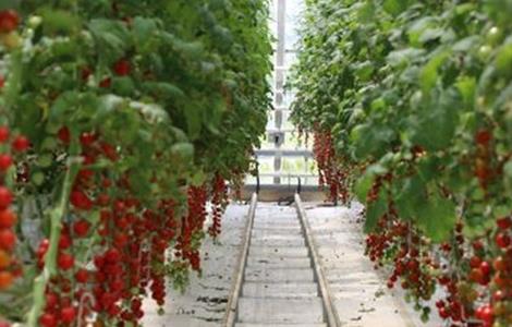 圣女果落花落果原因及防治方法 圣女果掉果怎么回事