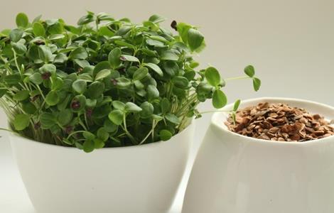 香椿芽苗培育技术 香椿芽苗培育技术视频