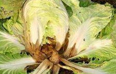 白菜烂心原因及预防措施（白菜烂心原因及预防措施视频）