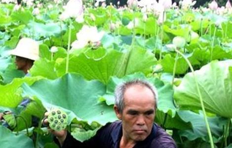 莲子采收方法及注意事项 莲子采收方法及注意事项有哪些