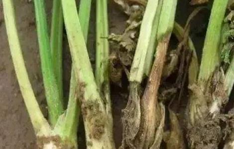 西芹裂根原因及预防措施 西芹根腐病的治疗方法