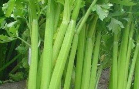 西芹空心原因及防治措施 西芹常见病害