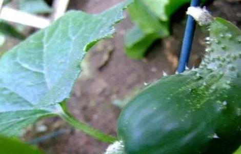 黄瓜尖嘴瓜怎么回事 黄瓜尖头咋回事
