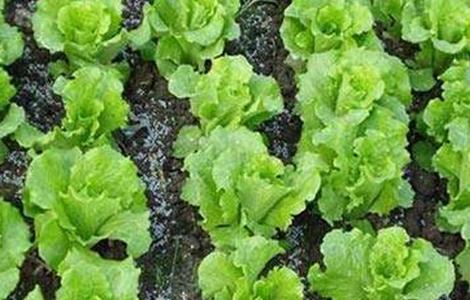 球生菜不结球的原因 结球生菜为什么不结球
