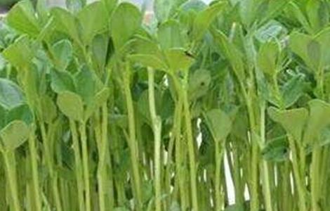 萝卜芽苗菜无土栽培(萝卜芽苗菜无土栽培技术视频)