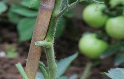 西红柿摘叶有哪些好处 西红柿摘叶有什么好处?啥时候摘最好?怎么摘?