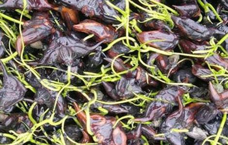 菱角的种植方法和时间 菱角的种植时间与种植方法