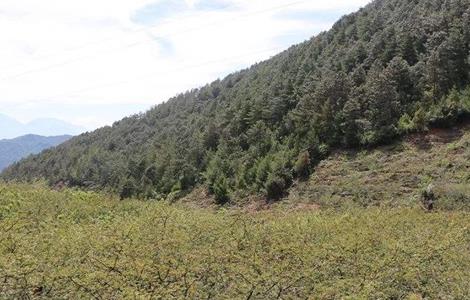 花椒对生长环境的要求（花椒对生长环境的要求是什么）