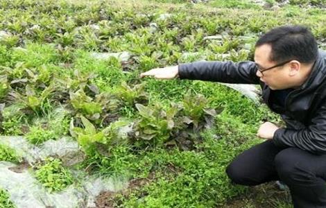 越冬莴苣种植技巧