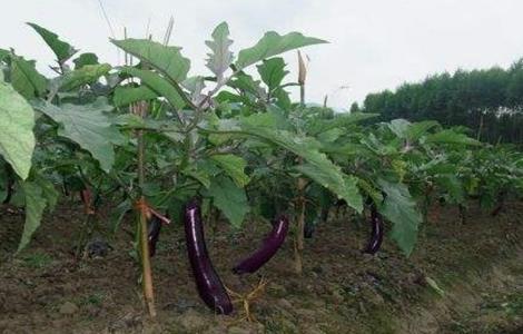 茄子长弯是什么原因（茄子弯弯的长长的）