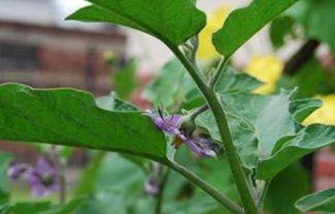 茄子弱棵发生原因及解决方法（茄子弱棵发生原因及解决方法）