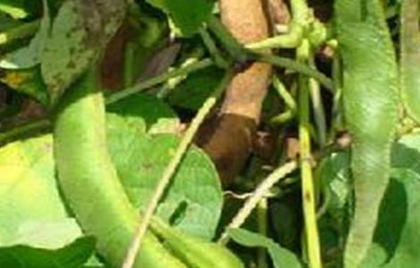 芸豆烂根死棵原因及防治方法（芸豆烂根死棵原因及防治方法视频）