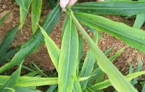 大姜干尖黄叶原因及防治措施（大姜干尖黄叶原因及防治措施）