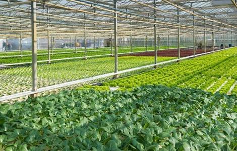 冬季蔬菜育苗注意事项（冬季蔬菜育苗注意事项图片）