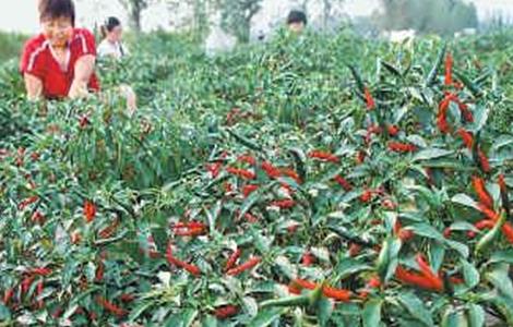 辣椒采收期延长技巧（怎样延长辣椒采摘期限）