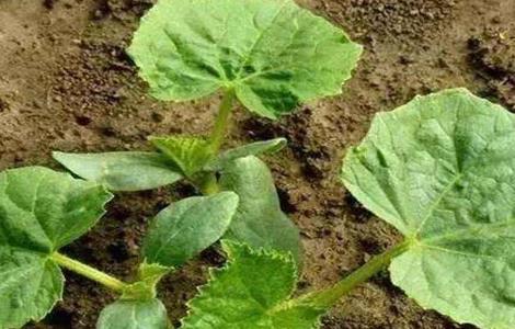 蔬菜使用植物激素的注意事项（蔬菜使用植物激素的注意事项是什么）