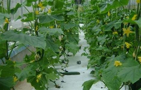 黄瓜控旺技术有哪些(黄瓜如何控旺,的技术)