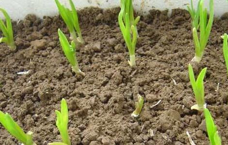 秋季大蒜的栽培技巧(秋季大蒜的种植方法)