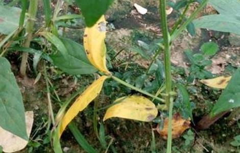 豆角黄叶原因及防治方法 豆角黄叶原因及防治方法视频