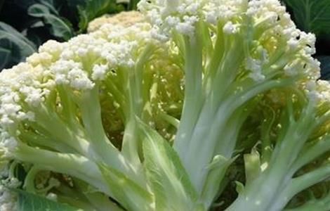 花椰菜散花原因及防治措施 花椰菜的病害