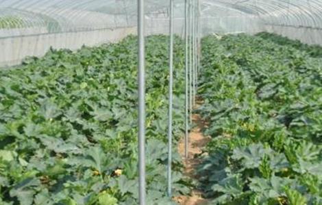 大棚蔬菜施肥误区(大棚蔬菜施肥误区有哪些)