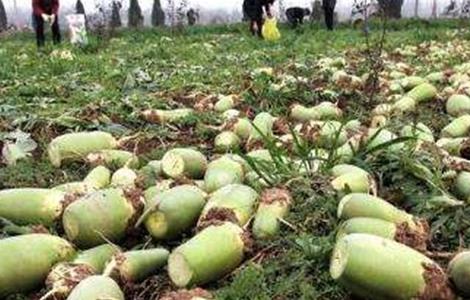 萝卜撇叶注意事项(撇萝卜咋吃)