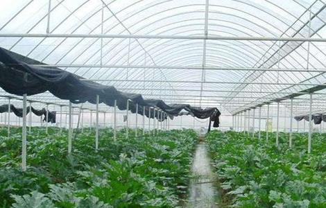 冬季大棚湿度大怎么办（冬天大棚湿度太大怎么办）