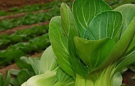 秋冬季该怎么种植小油菜(秋冬季该怎么种植小油菜呢)