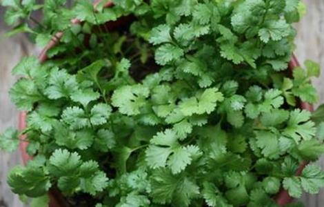 盆栽蔬菜怎么种植 盆栽蔬菜种植方法