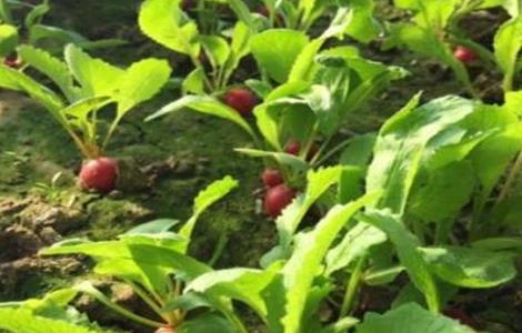 萝卜菜的种植方法(萝卜菜的种植方法和时间施肥)