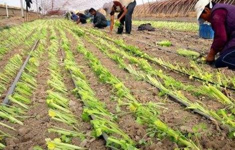 芹菜定植后的管理技术（芹菜定植后的管理技术有哪些）