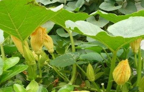 南瓜开花期怎么提高产量（南瓜如何管理才能产量高）