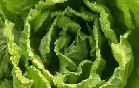 白菜不包心原因及解决方法（大白菜不包心的原因及解决方法）