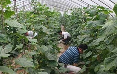 黄瓜施肥注意什么 黄瓜施肥注意什么