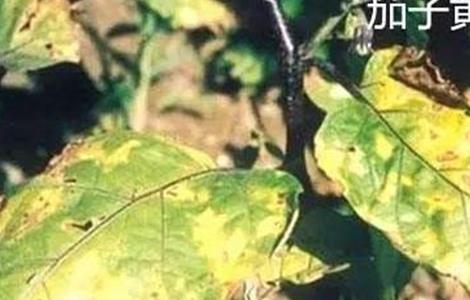 茄子萎焉原因及防治措施（茄子萎焉原因及防治措施）