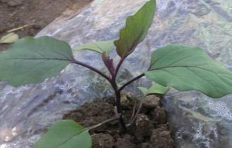 茄子僵苗原因及防治方法 茄子僵苗怎么解决