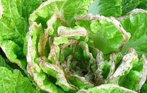 大白菜干烧心原因及防治方法（大白菜干烧心原因及防治方法）