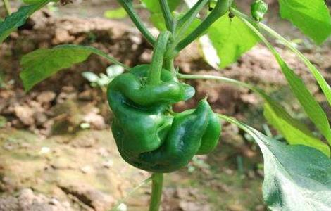 秋冬茬辣椒发育不良原因及解决方法(秋冬茬辣椒发育不良原因及解决方法)
