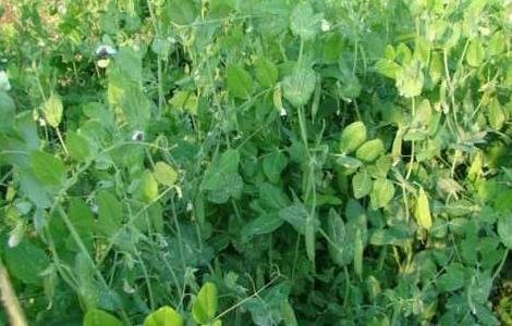 豌豆的高产种植要点（豌豆的高产种植要点有哪些）