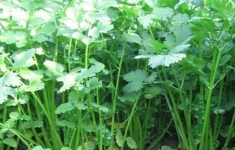 霜降前后种什么蔬菜好（霜降后适合种什么蔬菜）