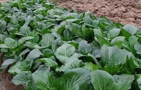 秋白菜该怎么浇水施肥 秋白菜如何施肥