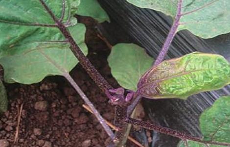 茄子徒长原因及防止措施 茄子徒长原因及防止措施视频