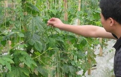 苦瓜怎么整枝打杈 苦瓜怎么整枝打杈图解