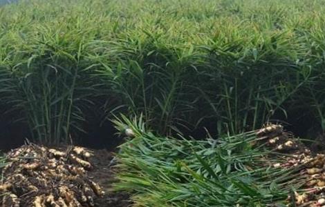 生姜常见施肥误区（生姜施肥时应避免什么）