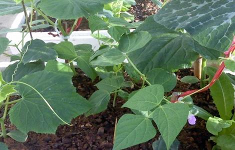 豆角缺素症状有哪些 豆角缺素症状有哪些表现