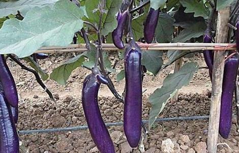 茄子施肥注意事项 茄子施肥的正确方法