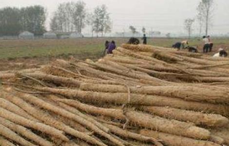 山药生长对温度的要求 山药生长对温度的要求是