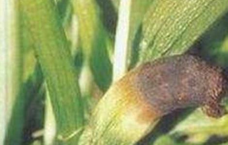 西葫芦化瓜是什么原因 西葫芦化瓜怎么办