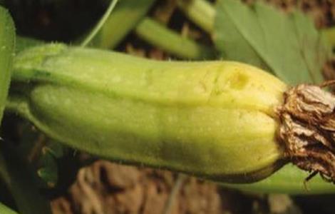 西葫芦化瓜原因 西葫芦化瓜
