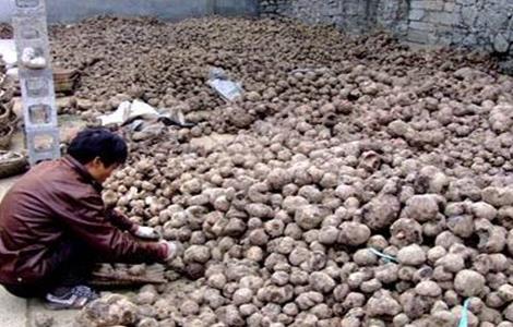 魔芋的贮藏方法 魔芋的贮藏方法视频